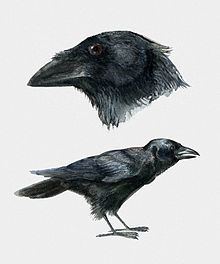 Palm crow httpsuploadwikimediaorgwikipediacommonsthu