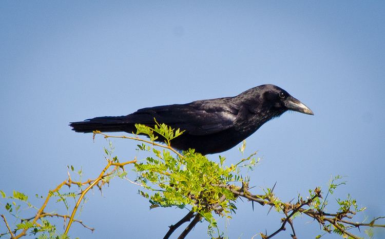 Palm crow Hispaniolan Palm Crow Corvus palmarum pinebird Flickr