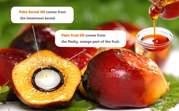 Palm kernel Facts of Palm Kernel Oil and How the Oil is Extraced