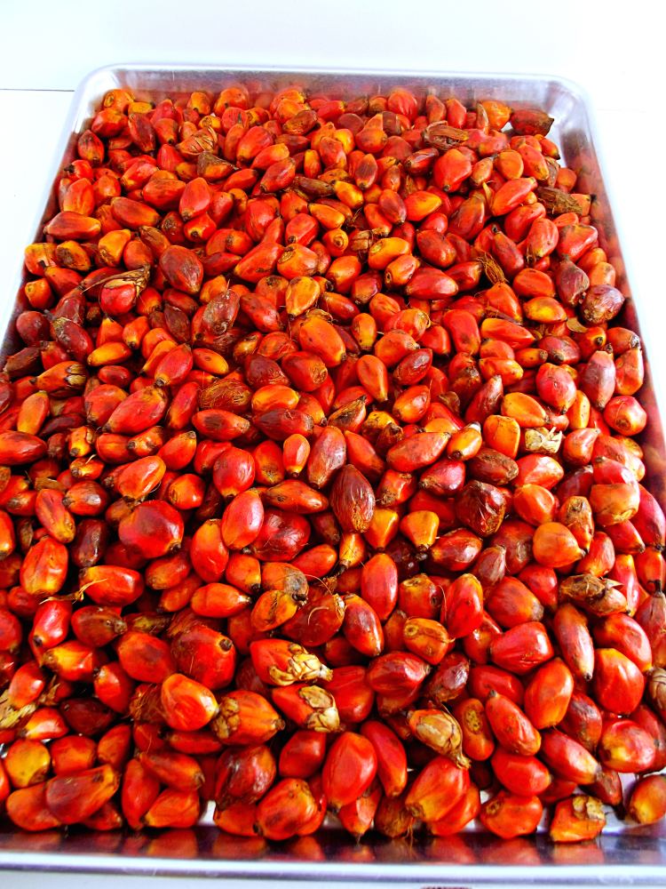 Palm kernel SOME IMPORTANT FACTS ABOUT PALM KERNELS