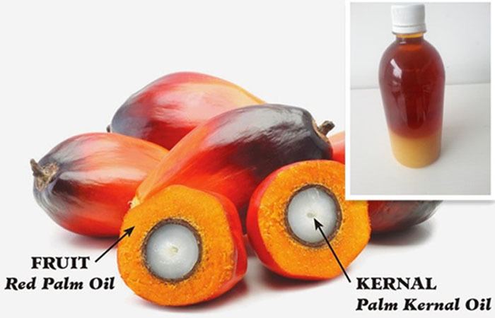 Palm kernel oil What is the prospect of palm kernel oil palm oil technologypalm