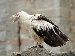 Palm-nut vulture httpsuploadwikimediaorgwikipediacommonsthu