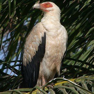 Palm-nut vulture angolensis Palmnut vulture