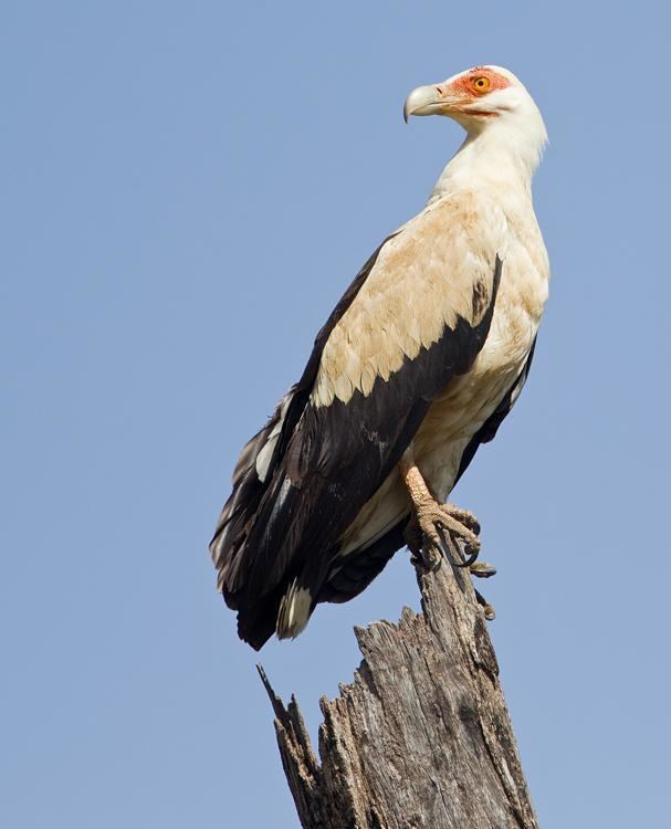 Palm-nut vulture Palmnut Vulture Gypohierax angolensis Adult the Internet Bird
