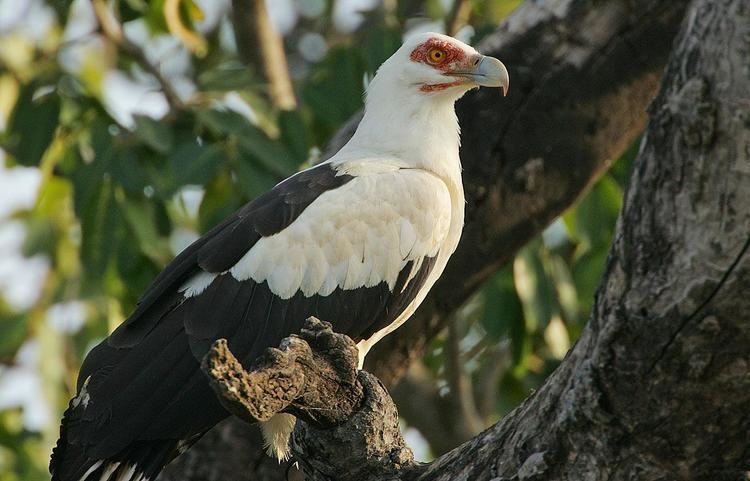 Palm-nut vulture Palmnut Vulture Gypohierax angolensis A perched adult bird the