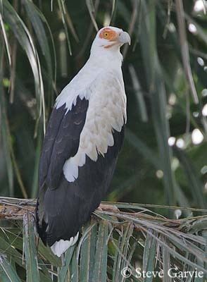Palm-nut vulture Palmnut Vulture