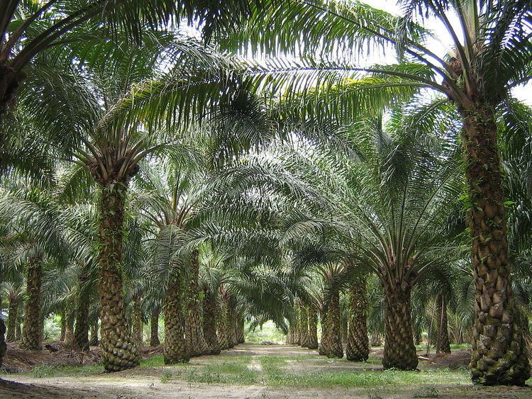 Palm oil production in Malaysia