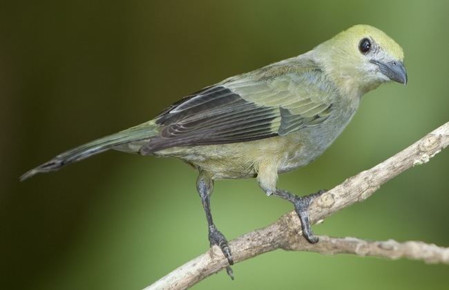 Palm tanager Tanagers