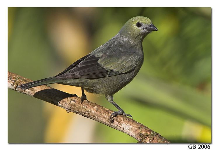 Palm tanager TANAGER