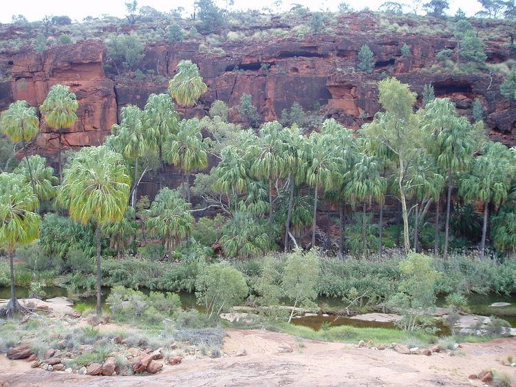 Palm Valley (Northern Territory)