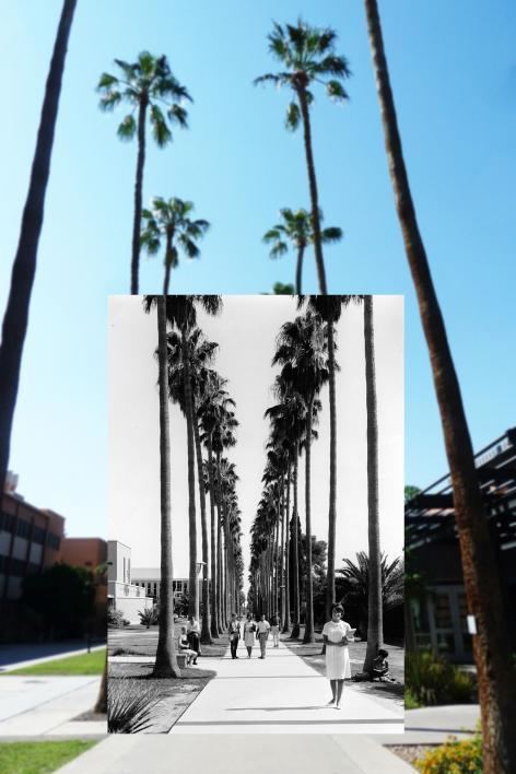 Palm Walk Palm Walk A tale of trees death rebirth and mystery ASU Now