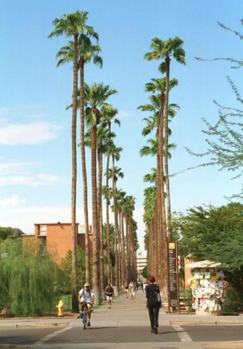 Palm Walk Palm Walk A tale of trees death rebirth and mystery ASU Now