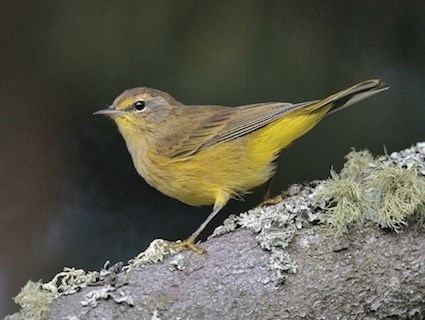 Palm warbler Palm Warbler Identification All About Birds Cornell Lab of