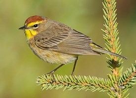 Palm warbler Palm Warbler Identification All About Birds Cornell Lab of