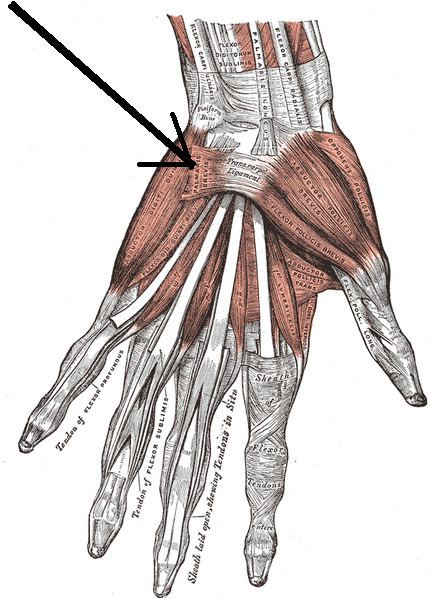 Palmaris brevis muscle
