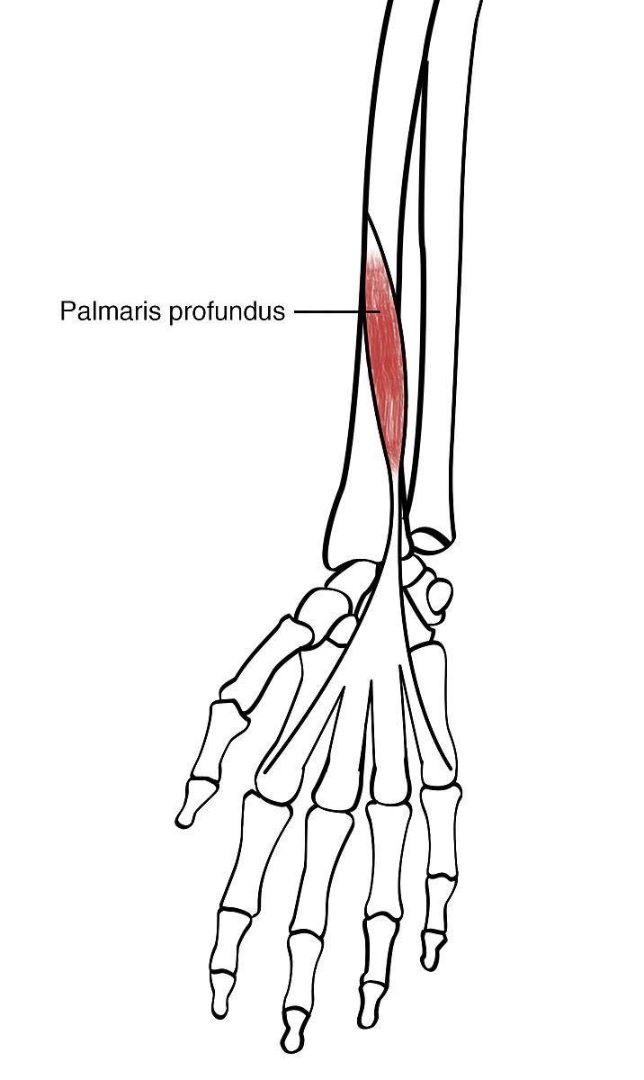 Palmaris profundus muscle
