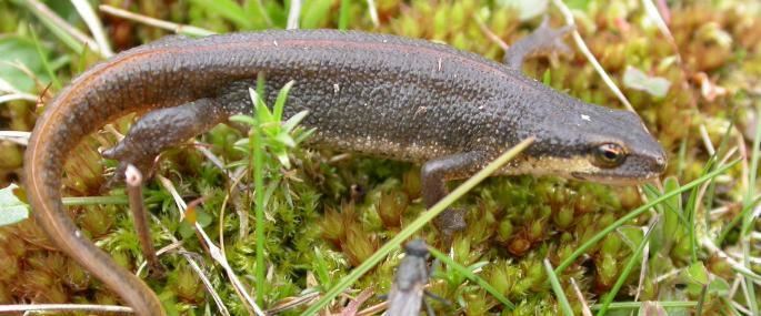 Palmate newt The Wildlife Trusts