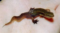 Palmate newt Palmate newt Wikipedia