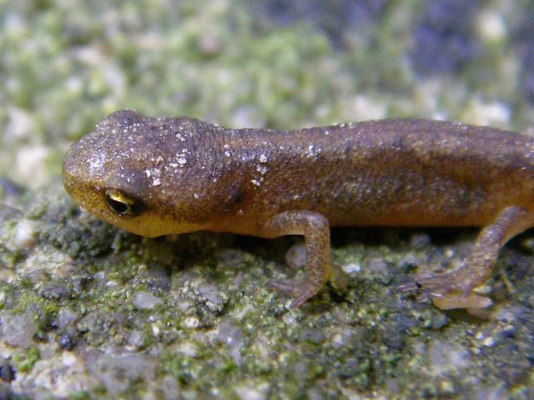 Palmate newt Froglife