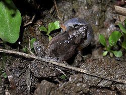 Palmated chorus frog httpsuploadwikimediaorgwikipediacommonsthu