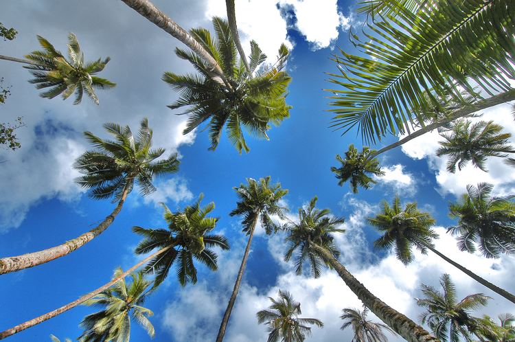 Palmbomen Palmbomen Op Hiva Oa Marquesas Eilanden FransPolynesi