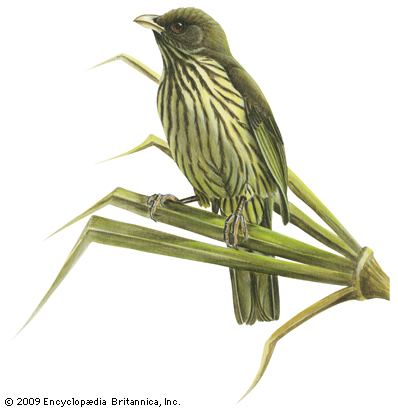 Palmchat palmchat bird Britannicacom