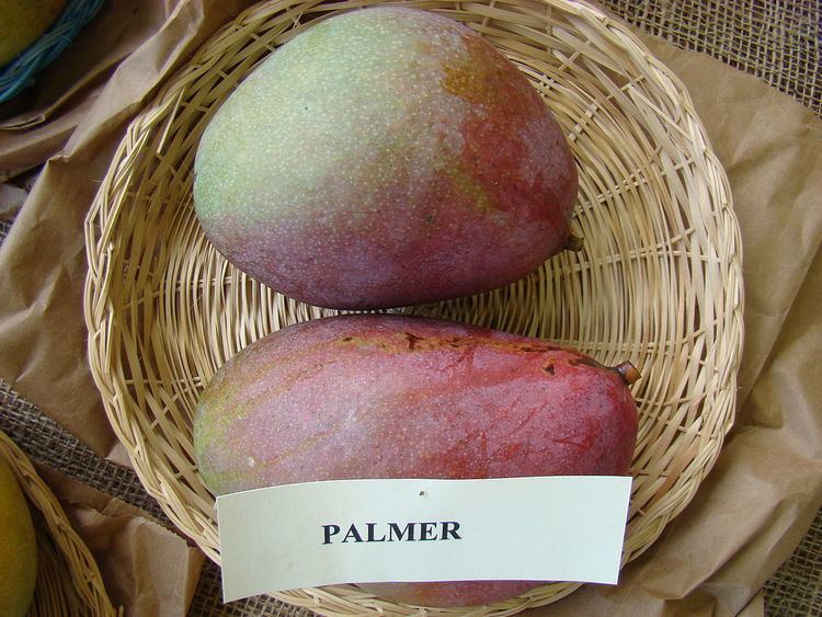Palmer (mango)