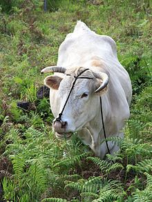 Palmera (cattle) httpsuploadwikimediaorgwikipediacommonsthu
