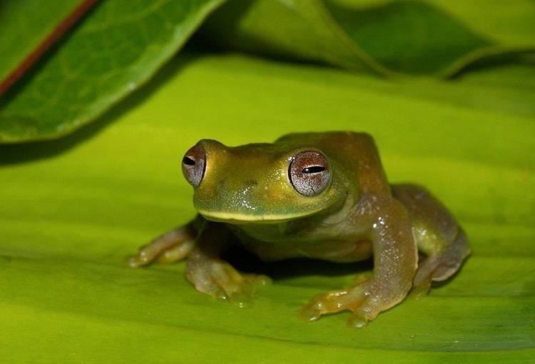 Palmer's tree frog