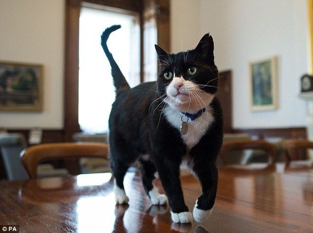 Palmerston (cat) Palmerston the cat brought in as 39chief mouser39 at the Foreign
