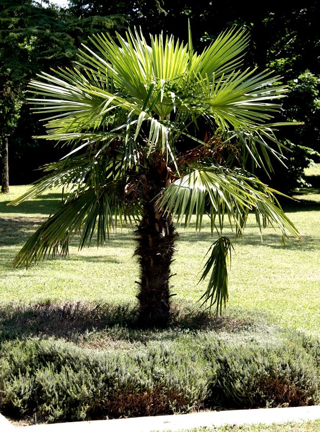 Palmier Trachycarpus planter et cultiver Ooreka