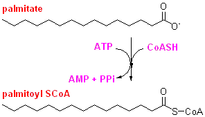 Palmitoyl-CoA Untitled Document