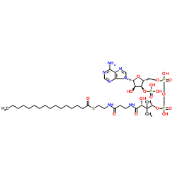 Palmitoyl-CoA wwwchemspidercomImagesHandlerashxid559149ampw