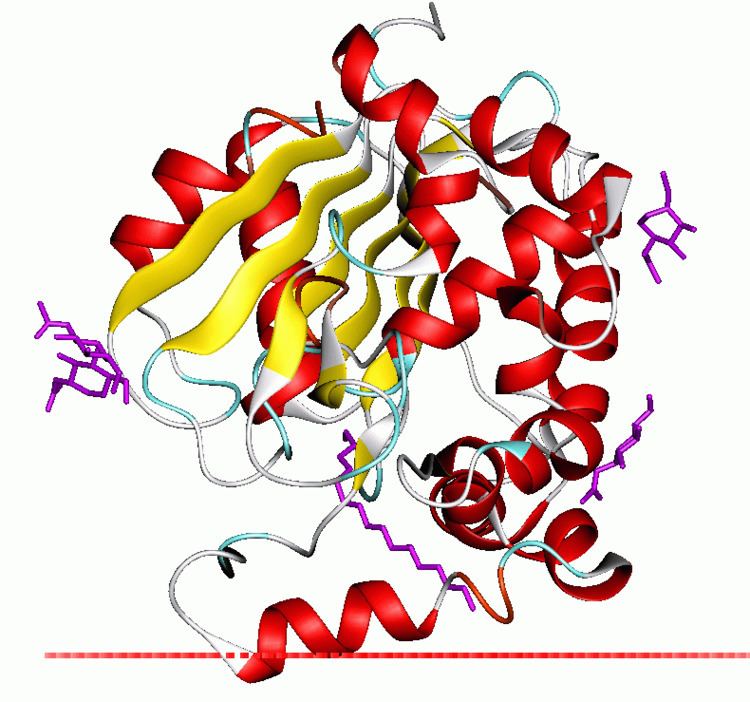 Palmitoyl protein thioesterase