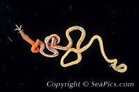 Palolo worm Palolo Worm Facts and Pictures Palola viridis SeaPicscom