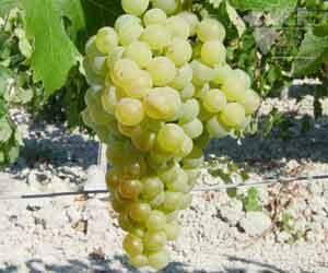 Palomino (grape) f1winesearchernetimagesgrapepalomino34411jpg