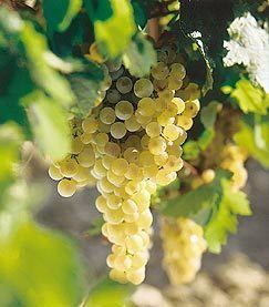 Palomino (grape) Fringe Wine Palomino Fino Table Wine Cadiz Spain
