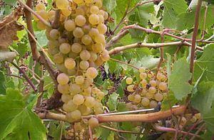 Palomino (grape) Palomino grape Wikipedia