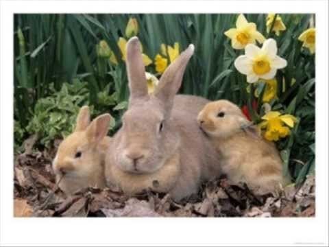 Palomino rabbit Palomino Rabbits YouTube