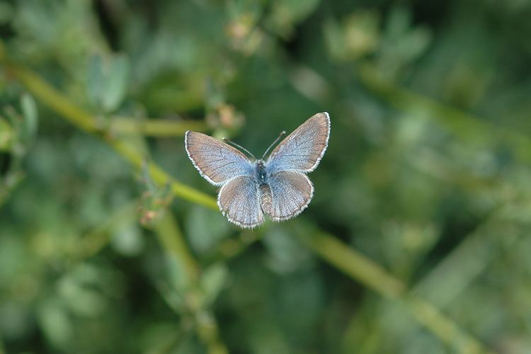 Palos Verdes blue Glaucopsyche lygdamus palosverdesensis Palos Verdes Blue Butterfly