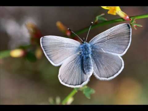 Palos Verdes blue The Endangered Palos Verdes Blue Butterfly YouTube