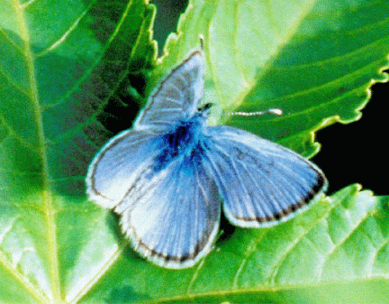Palos Verdes blue Palos Verdes Blue Butterfly Redorbit