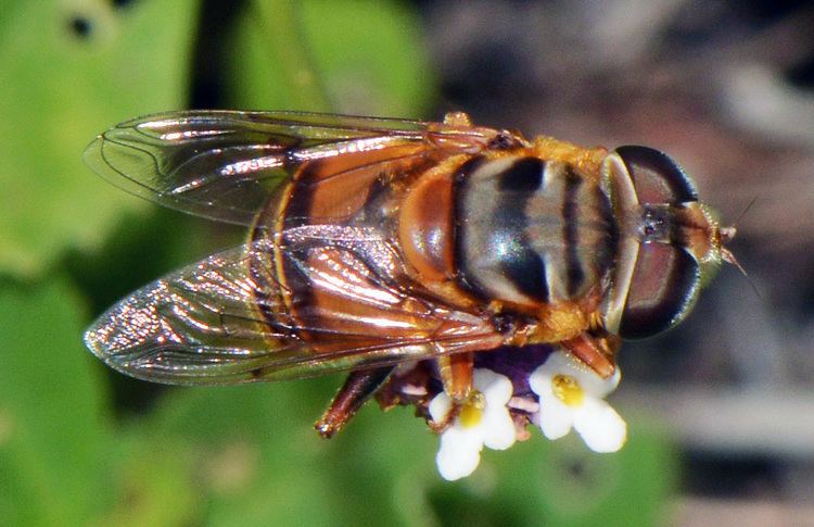 Palpada Palpada vinetorum Calhoun County Florida Wasps and Flies