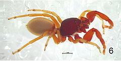 Palpimanidae httpsuploadwikimediaorgwikipediacommonsthu