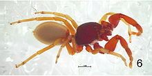 Palpimanoidea httpsuploadwikimediaorgwikipediacommonsthu
