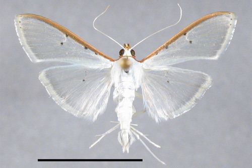 Palpita olive shootworm Palpita persimilis Munroe Lepidoptera Crambidae