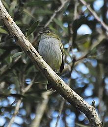 Paltry tyrannulet Paltry tyrannulet Wikipedia