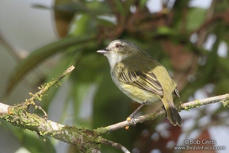 Paltry tyrannulet Birds in Focus Paltry Tyrannulet