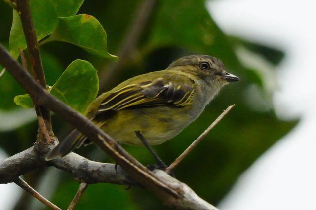 Paltry tyrannulet Paltry Tyrannulet Zimmerius vilissimus videos photos and sound