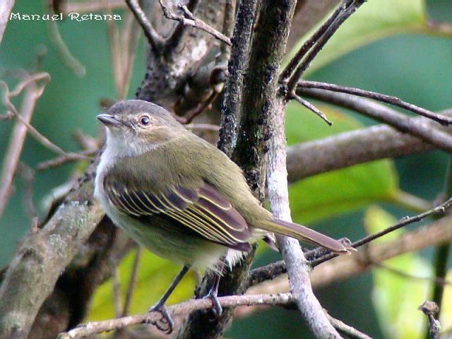 Paltry tyrannulet Paltry Tyrannulet Zimmerius vilissimus videos photos and sound